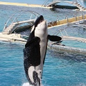 Marineland - Orgues - 064